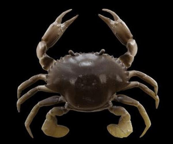 Sav 3d Crab 4"" 1+1p New Penny